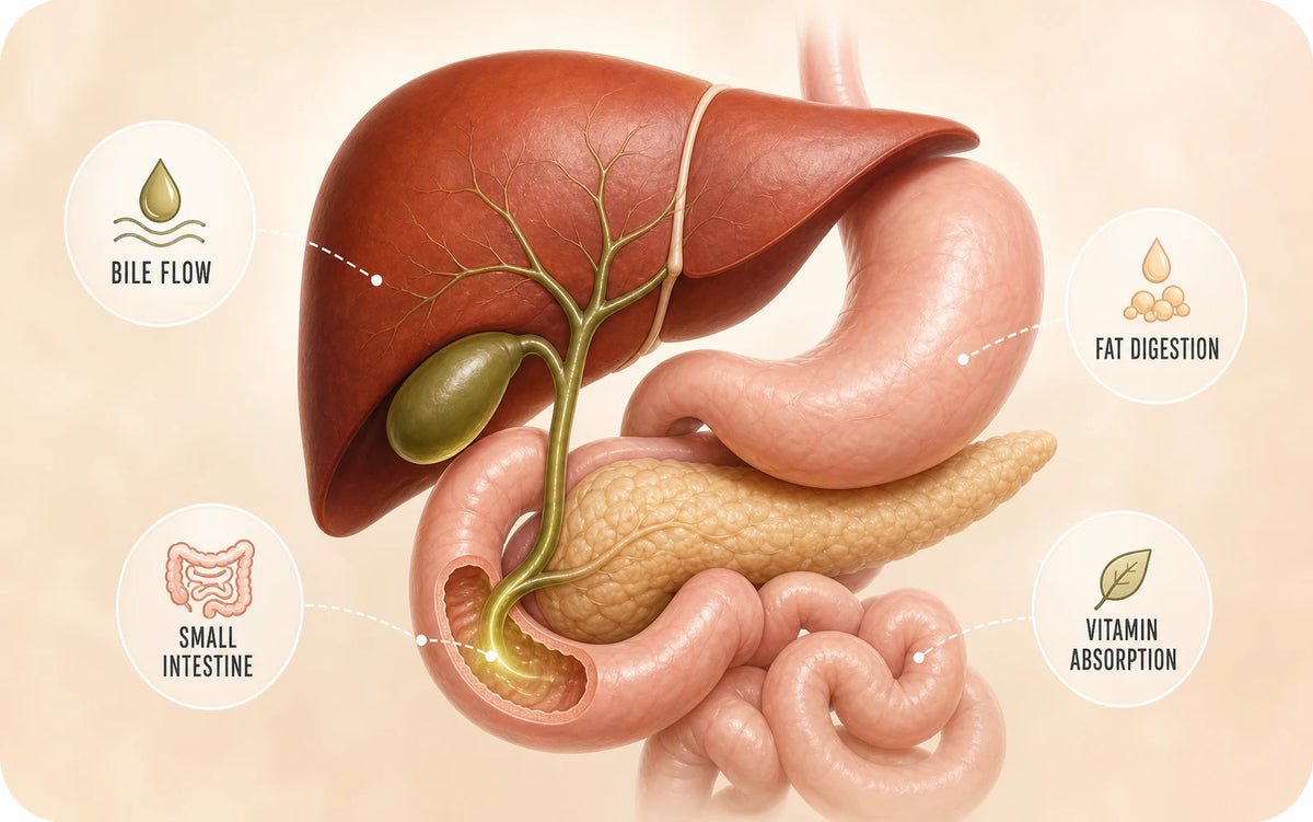 A three-dimensional liver, gallbladder, stomach, pancreas and small intestine illustration showing bile flow, fat digestion and vitamin absorption.
