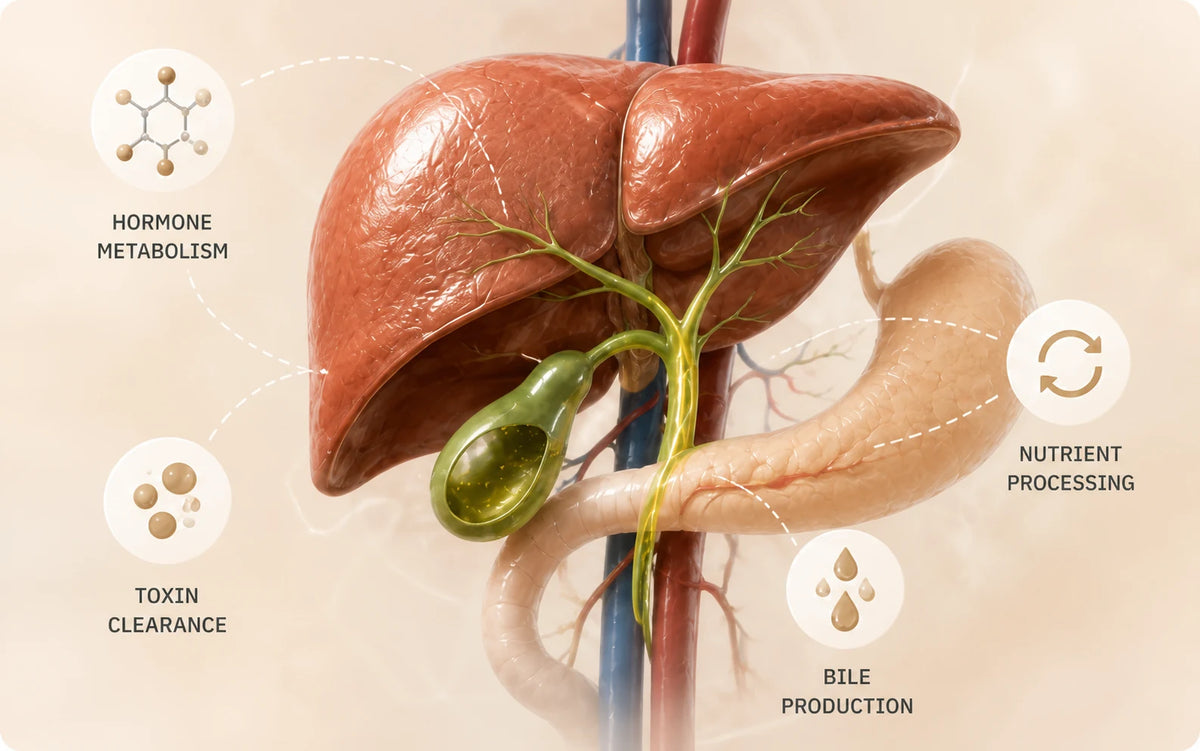A three-dimensional liver and gallbladder illustration showing hormone metabolism, toxin clearance, nutrient processing and bile production.