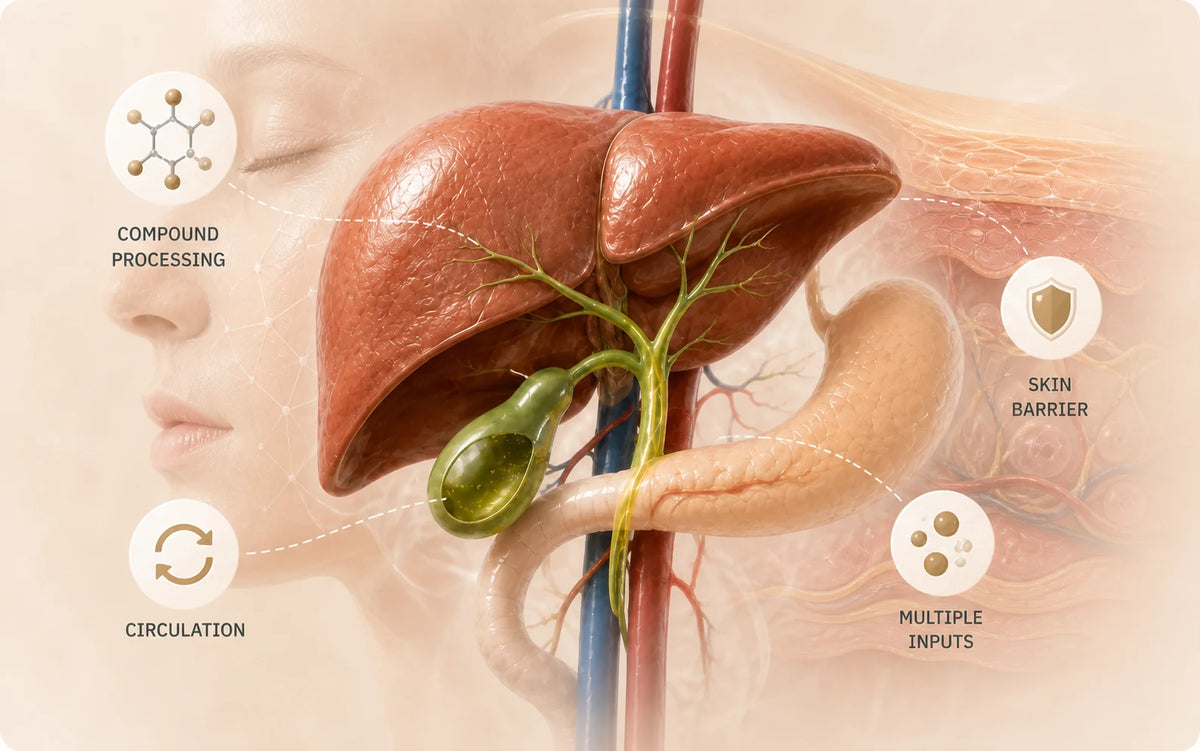A three-dimensional liver and gallbladder illustration connected to skin, circulation, compound processing and multiple inputs.