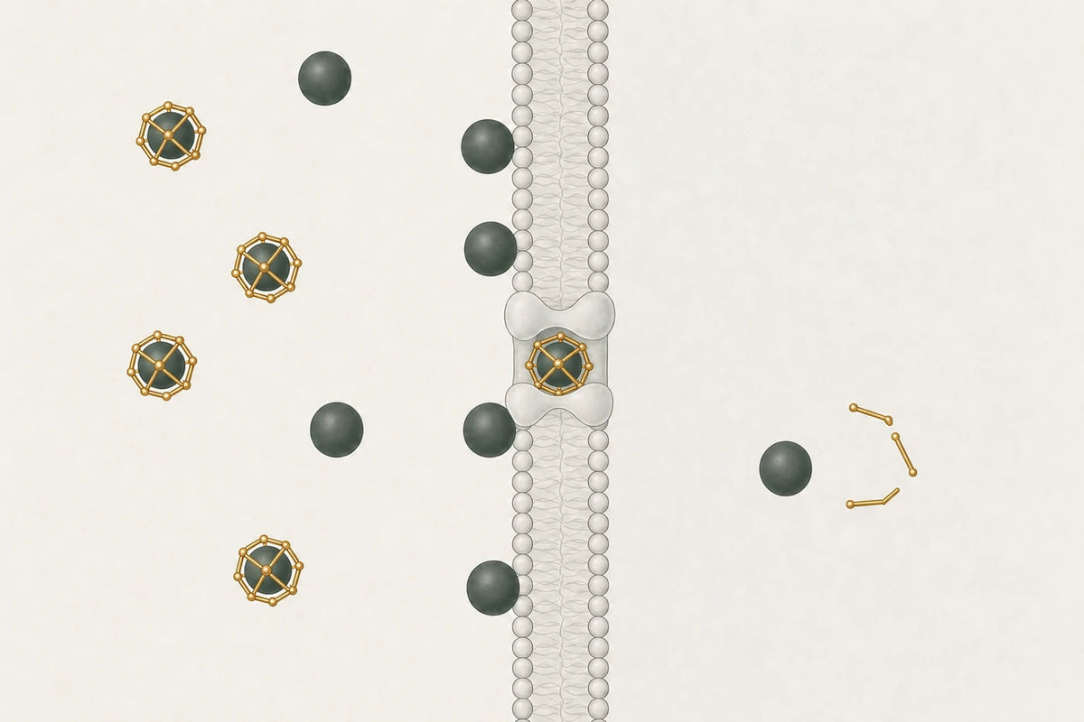 One cell, cut through. Minerals crowd against the outside of its membrane and stop. Held inside an open fulvic cage, one passes through the channel and is released in the cytoplasm.