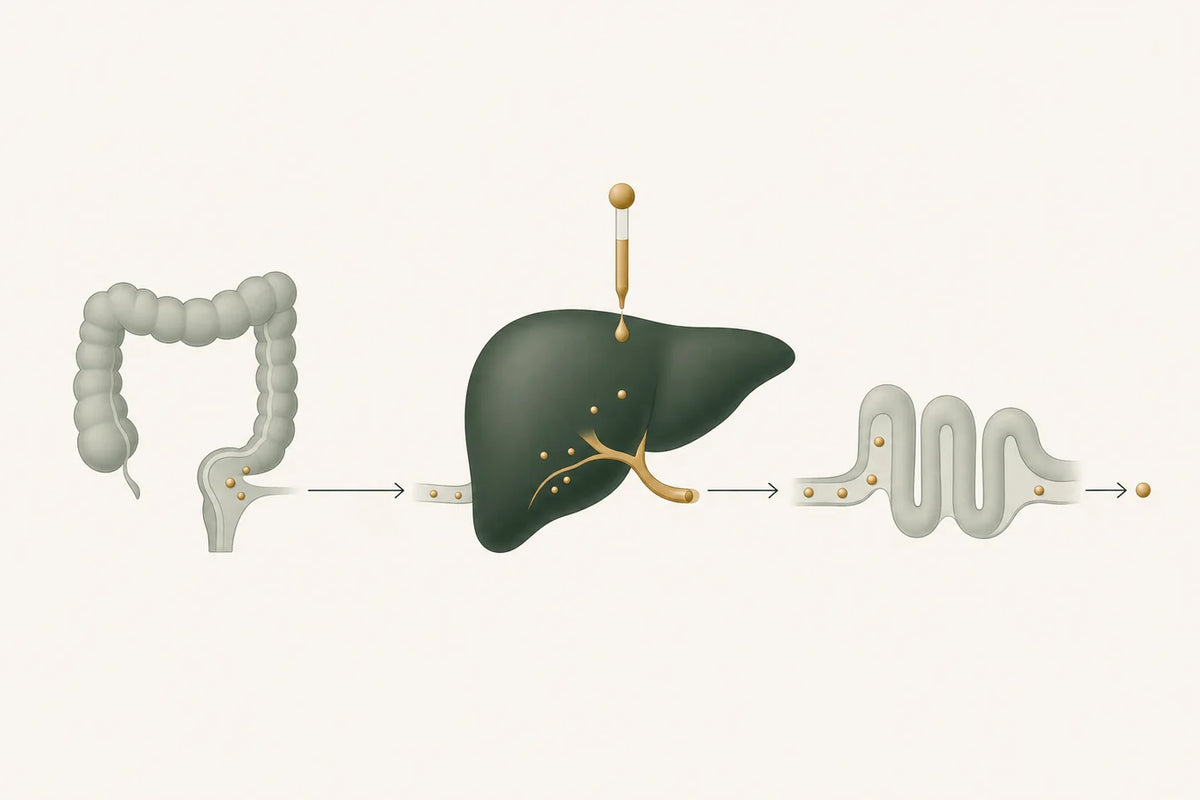 Las partículas residuales pasan de un intestino preparado al hígado, donde una gota medida se suma a su recorrido por la bilis y el intestino hasta su eliminación.