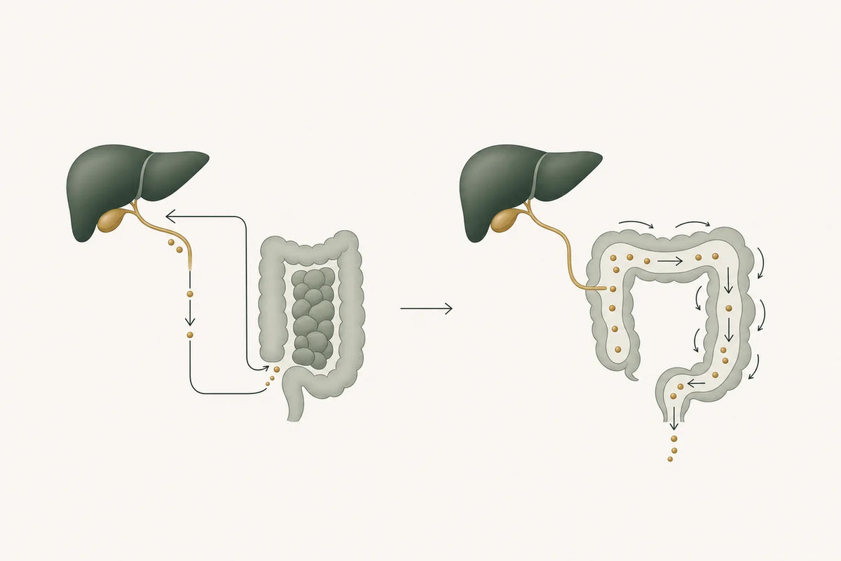 Waste backs up between the liver and a packed colon, while a clear colon uses waves of contraction to move contents out.