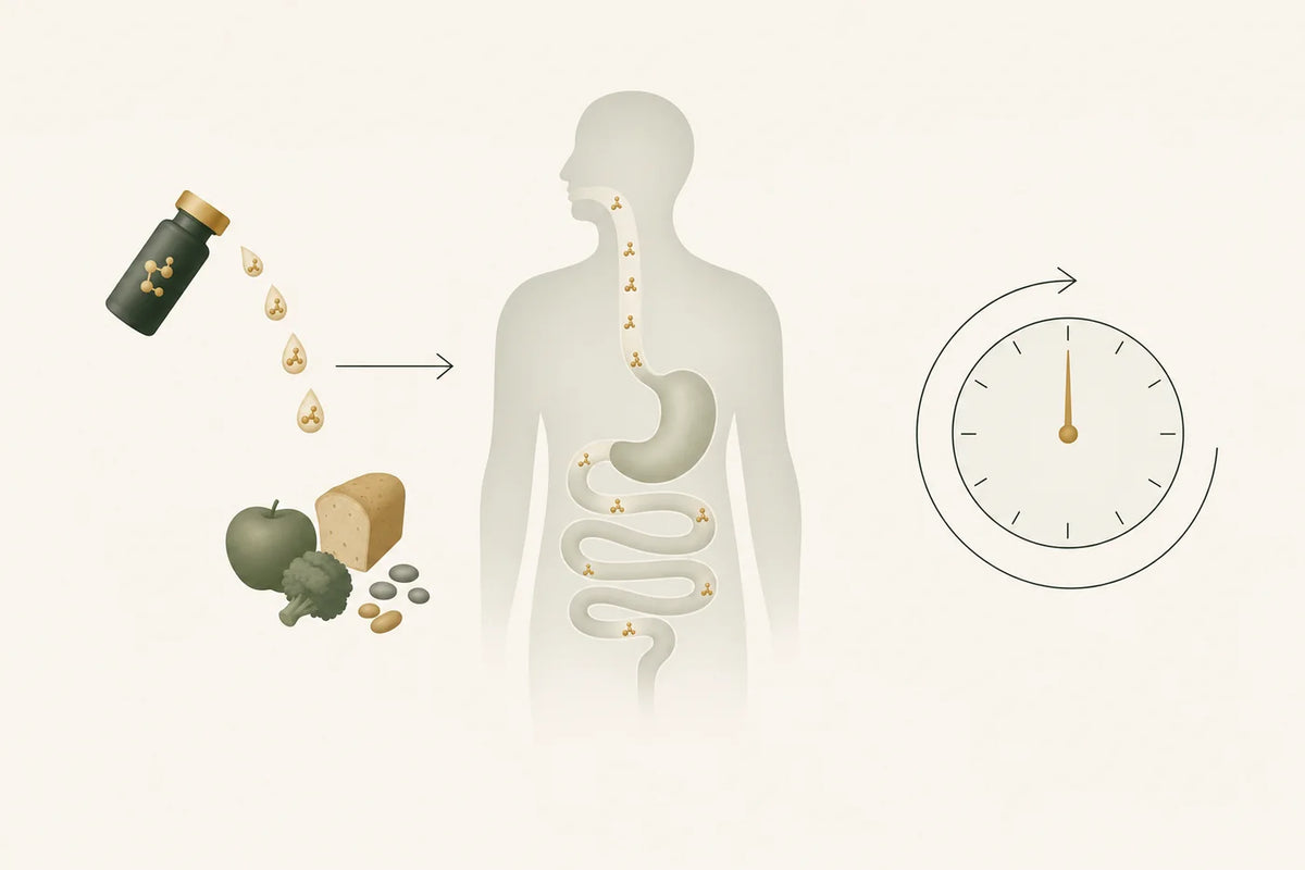 Enzyme droplets pass through a resting stomach and intestine while solid food stays outside, beside a clock completing a full day.