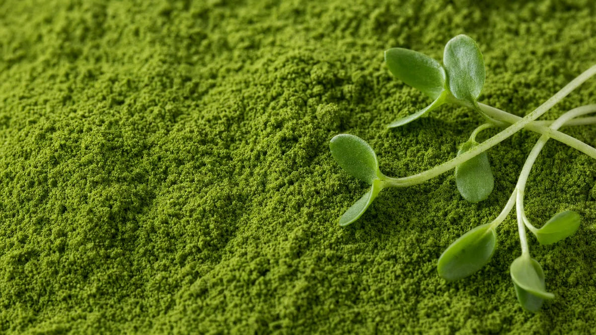 A close macro of alfalfa (medicago sativa)