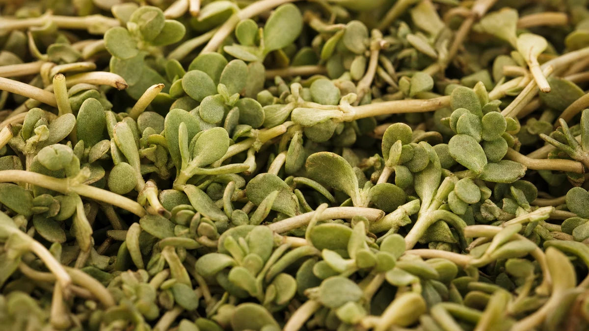 A close macro of bacopa monnieri