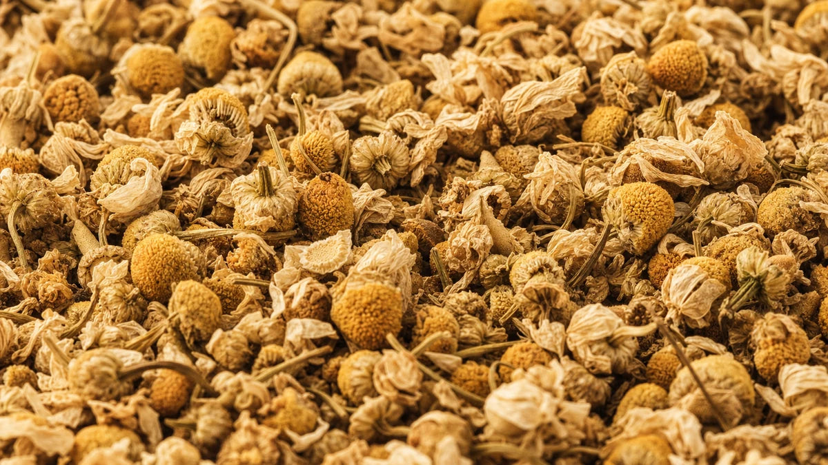 A close macro of chamomile