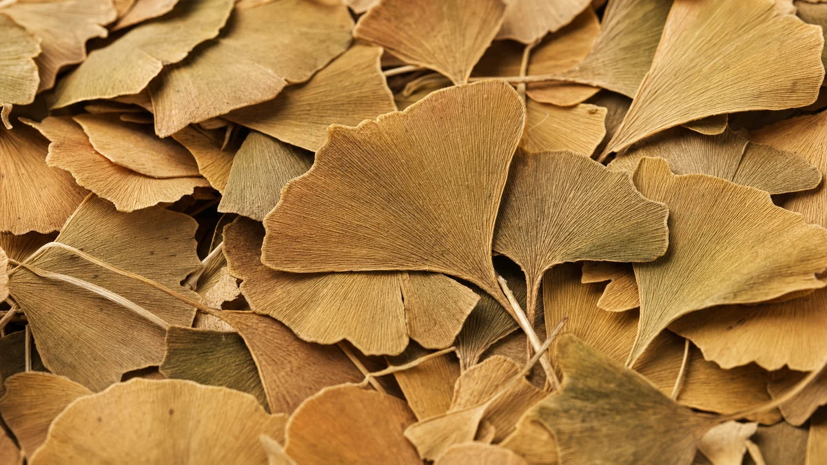 A close macro of ginkgo leaf