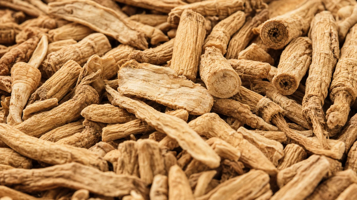 A close macro of korean panax ginseng