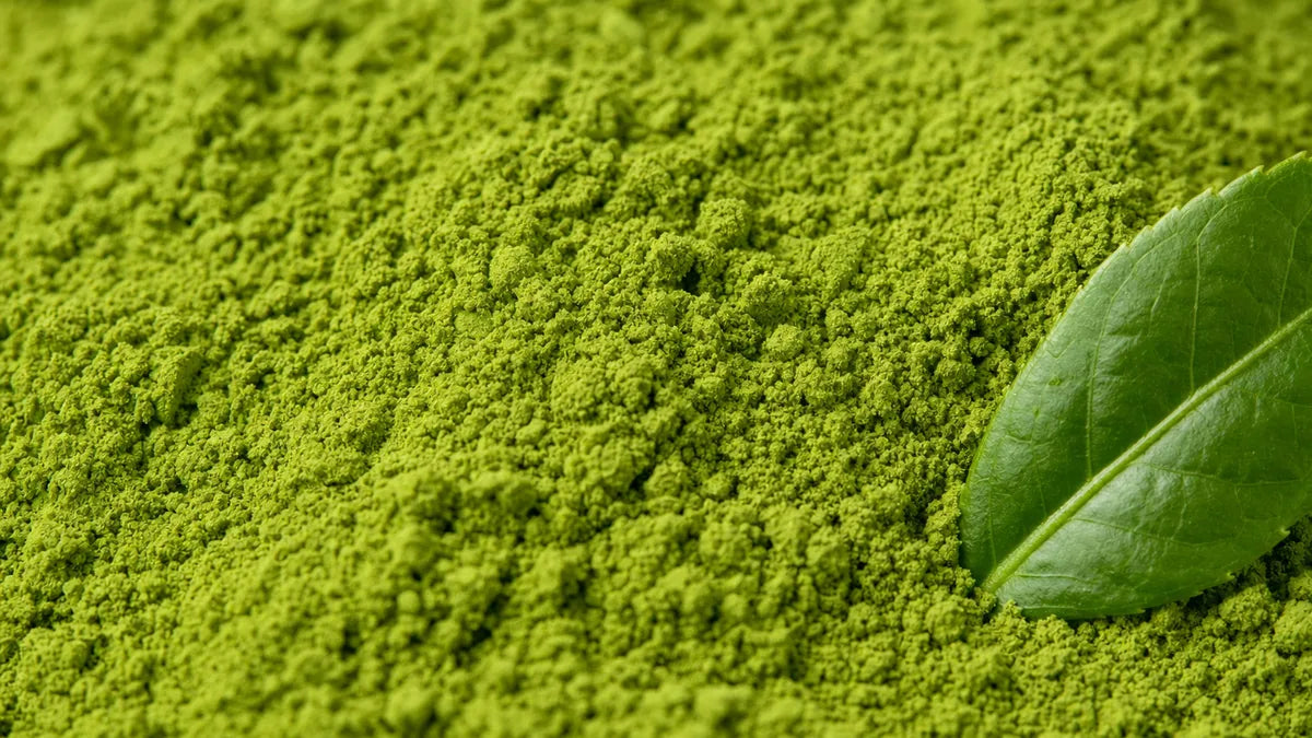 A close macro of green tea extract (95% polyphenols)