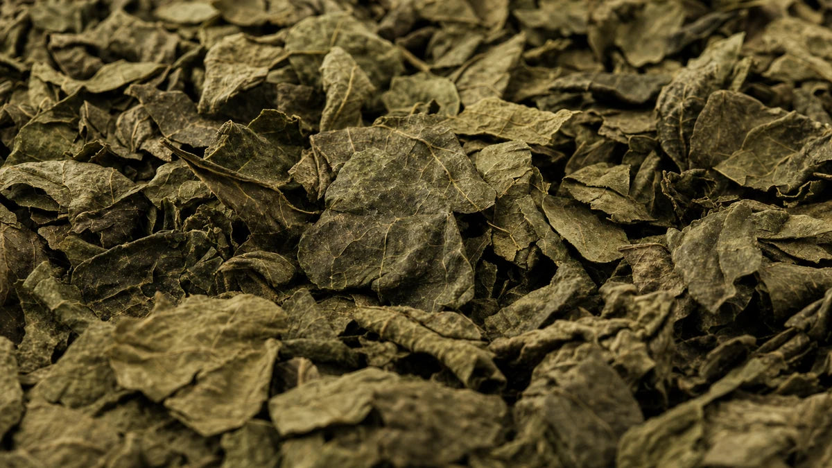 A close macro of leafy greens