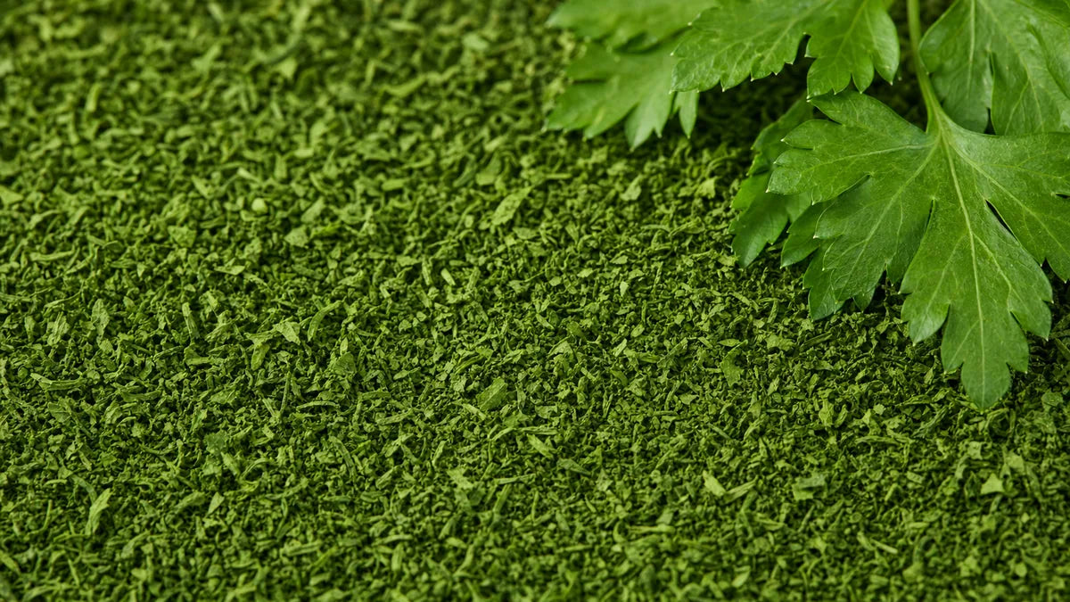 Una macro cercana de perejil verde fino en polvo con perejil fresco de hoja plana