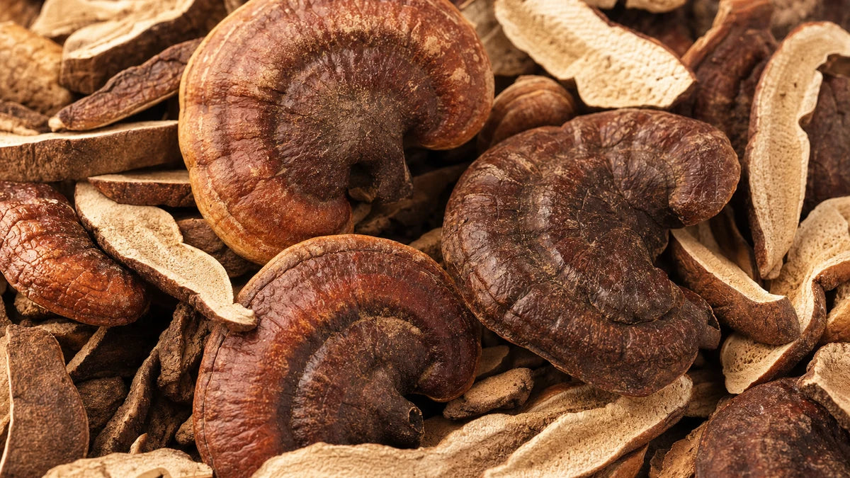 A close macro of reishi mushroom